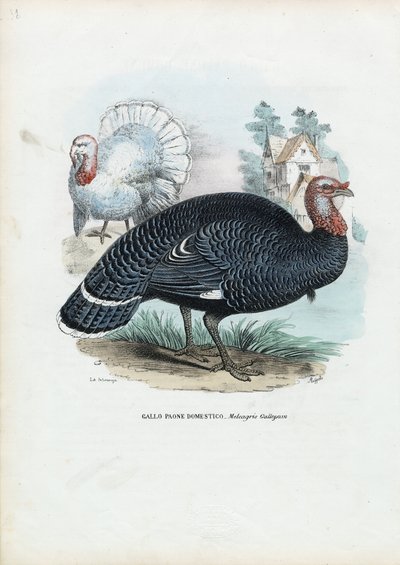 Tacchino selvatico, 1863-79 da Raimundo Petraroja
